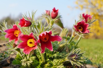 Pasque Flower,spring flower (Pulsatilla vulgaris)
