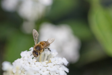 Bienen auf weißer Blüte beim Bestäuben, Makro