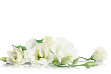Naklejka na ściany i meble Beautiful eustoma flowers isolated on white background and free