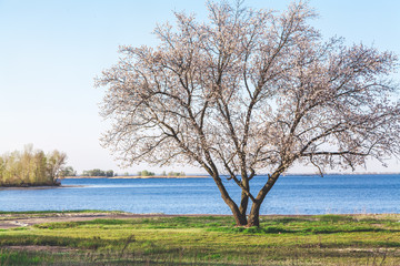 Lonely tree on bank of wide river