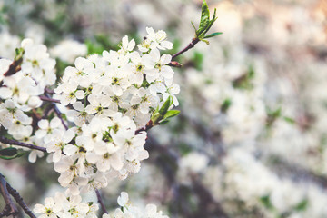 Branch of white cherry blossoms