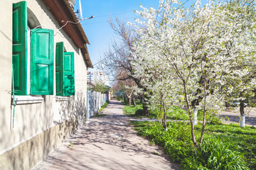 picturesque street along single-storey houses and cherry blossom