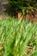 Background from beautiful green juicy grass