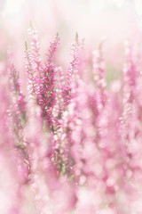 Heather impression. Moorland at the forest clearing.