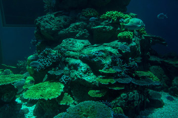 Naklejka na ściany i meble coral reef with hard corals, underwater
