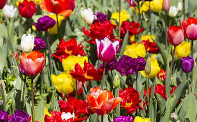 bed of tulips growing in spring garden tulips