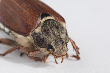 May beetle. High resolution image.