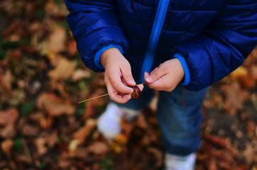 Fototapeta na wymiar Chestnut in a child's hand
