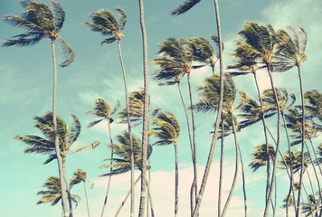 Papier Peint photo Lavable Palmier Retro Vintage Hawaii Palm Trees dans le vent