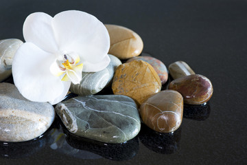 Stones and orchid on black background