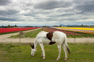 Horse and Tulip Field. A horse grazes next to a colorful tulip field in the Skagit Valley of western Washington state. 