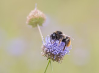 Bumblebee close up