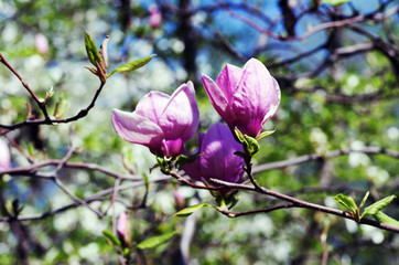 Fototapeta na wymiar Blossoming of magnolia flowers in spring time