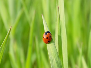 Fototapeta premium Ladybug on grass blade