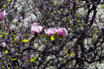 Blossoming of magnolia flowers in spring time