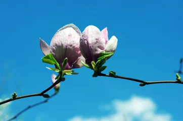 Crédence de cuisine en verre imprimé Magnolia Blossoming of magnolia flowers in spring time