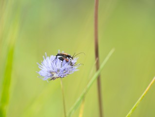 Little bug macro