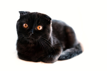 Black scottish fold  kitten on the white background