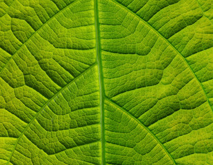 Nervures d'une feuilles