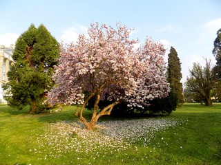 Flowering magnolia tree in spring
