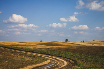 Agricultural Landscape