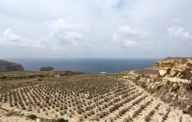 Obraz premium Gozo Island, Republic of Malta