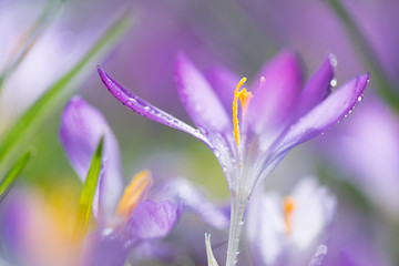 Blühende violette Krokusse im zeitigen Frühjahr nach eine Regenschauer. Makroaufnahme. 
