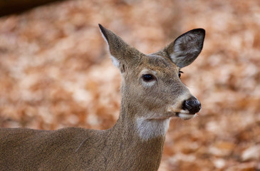 Beautiful closeup of the cute deer in the forest