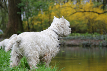 Westie in the park 1