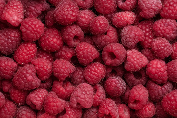 Close-up colorful juicy background from many red raspberries