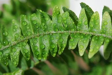 Wet green fern