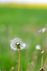 dandelion in the grass