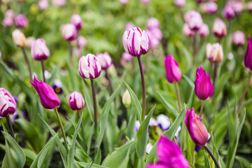 Spring flowers tulips in the garden