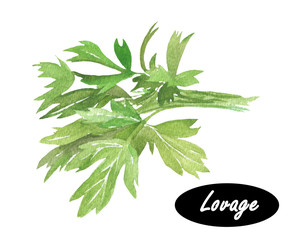 Watercolor illustration of lovage.  Levisticum officinale. - 108489547
