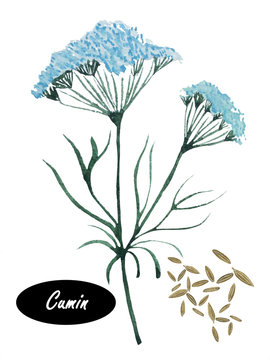 Watercolor cumin isolated on white background