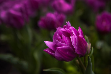 Spring flowers tulips in the garden