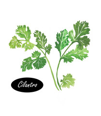 Watercolor green cilantro leaves close-up isolated on a white - 108489919