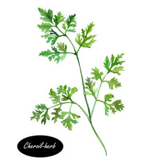 Watercolor chervil or French parsley herb - obrazy, fototapety, plakaty