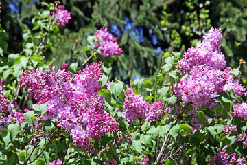 Lilac's springtime blossom in the country,3,Bregana Pisarovinska,Croatia,EU, 2016.
