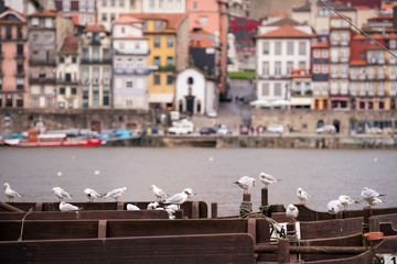 Fototapeta premium Seagulls at the Duoro river near the Dom Luís I Bridge, Porto,