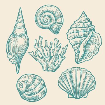 Sea shell. Set color engraving vintage illustrations. Isolated on  white background.