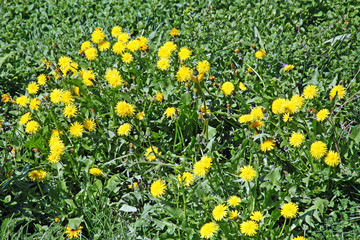 Fototapeta premium Dandelion's springtime blossom,in the country,Bregana Pisarovinska,Croatia,EU,2016.