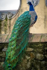 Blackout roller blinds Peacock peacock