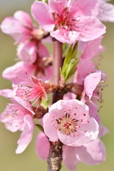 Fototapeta premium Apple Blossom