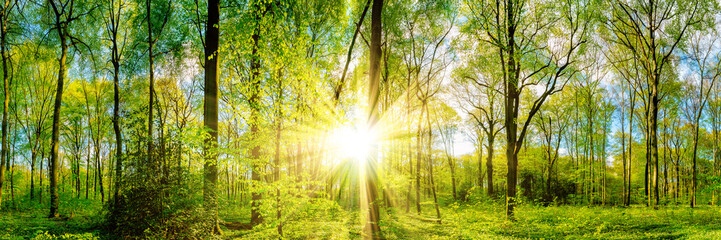 Fototapeta na wymiar Landschaft - Wald mit Sonne