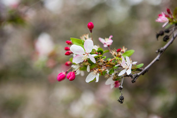 Fototapeta na wymiar floral spring background branch