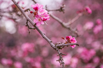 floral spring background branch