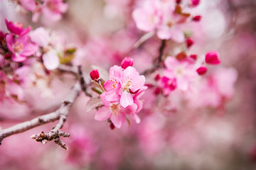 floral spring background branch