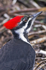 Close up portrait of Pileated Woodpecker on
forest ground