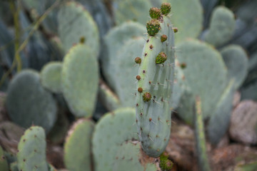 Exotic plants. Close-up of a prickly cactus